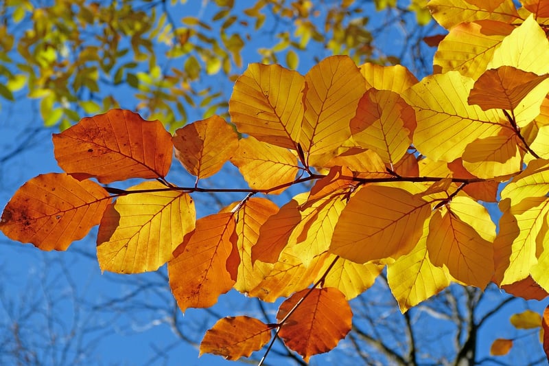 Fantasy foliage